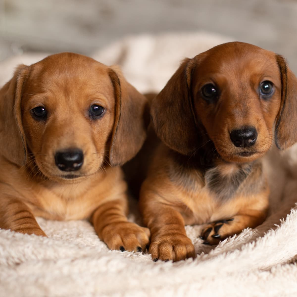 Adorable dachshunds shop