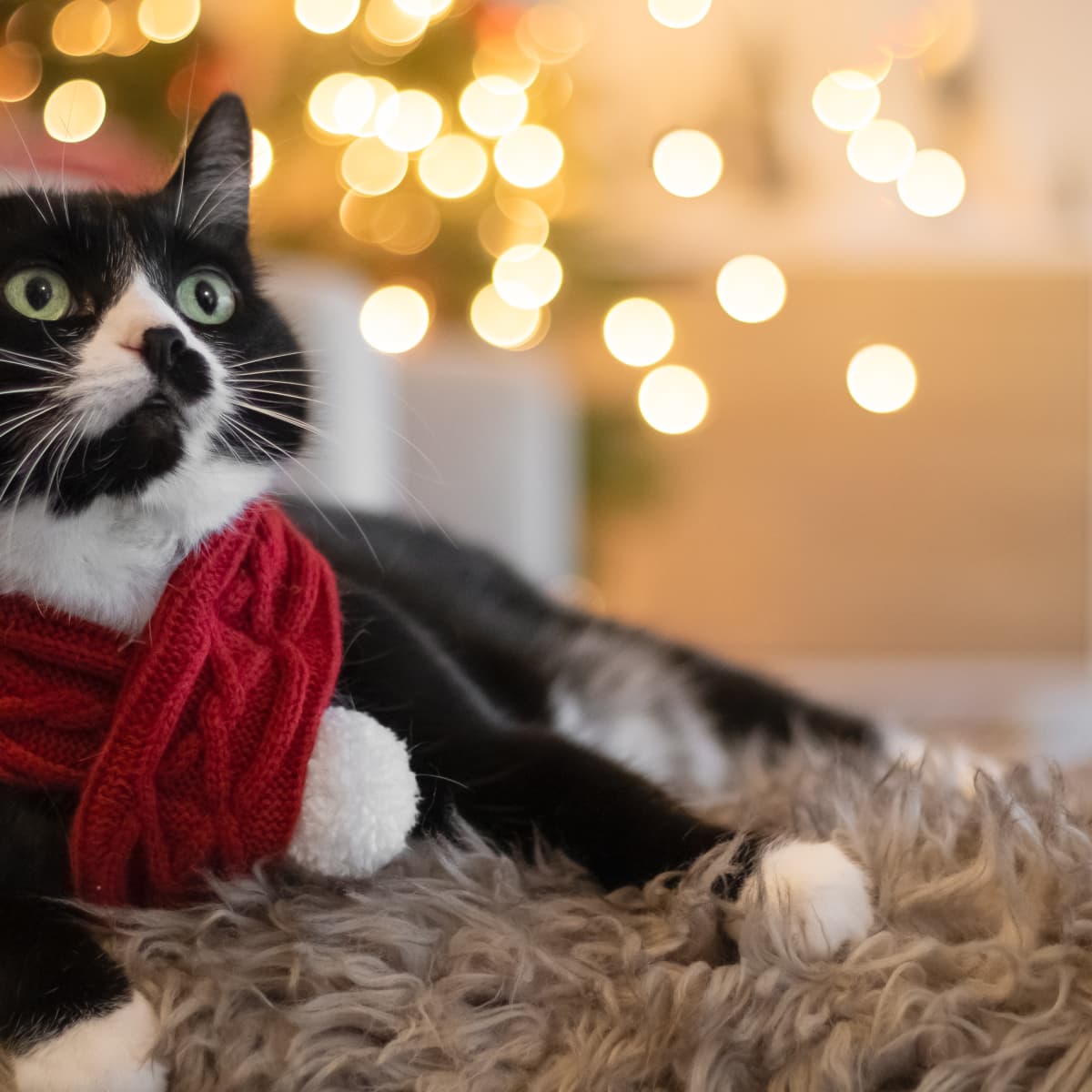 Cat christmas deals leggings
