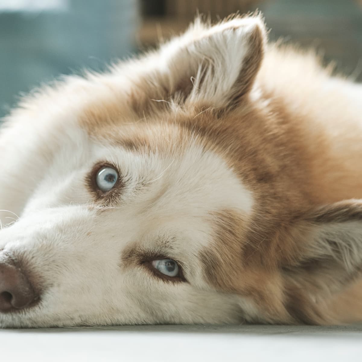 Husky story clearance