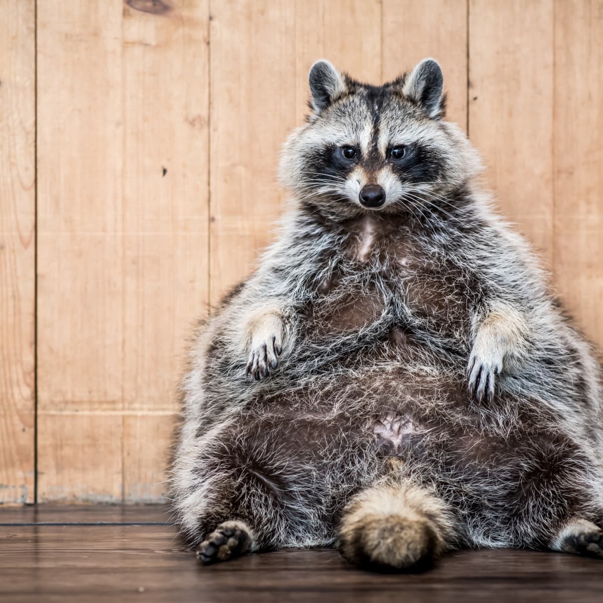 Fat raccoon top stuffed animal
