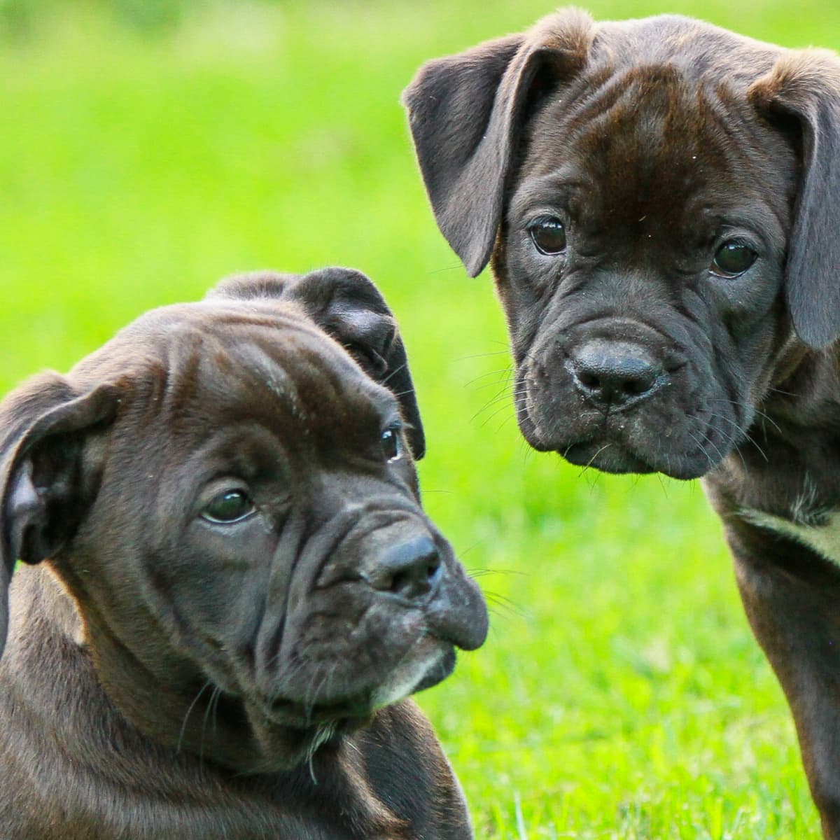 What Do Puppies Need on a Raw Food Diet PetHelpful