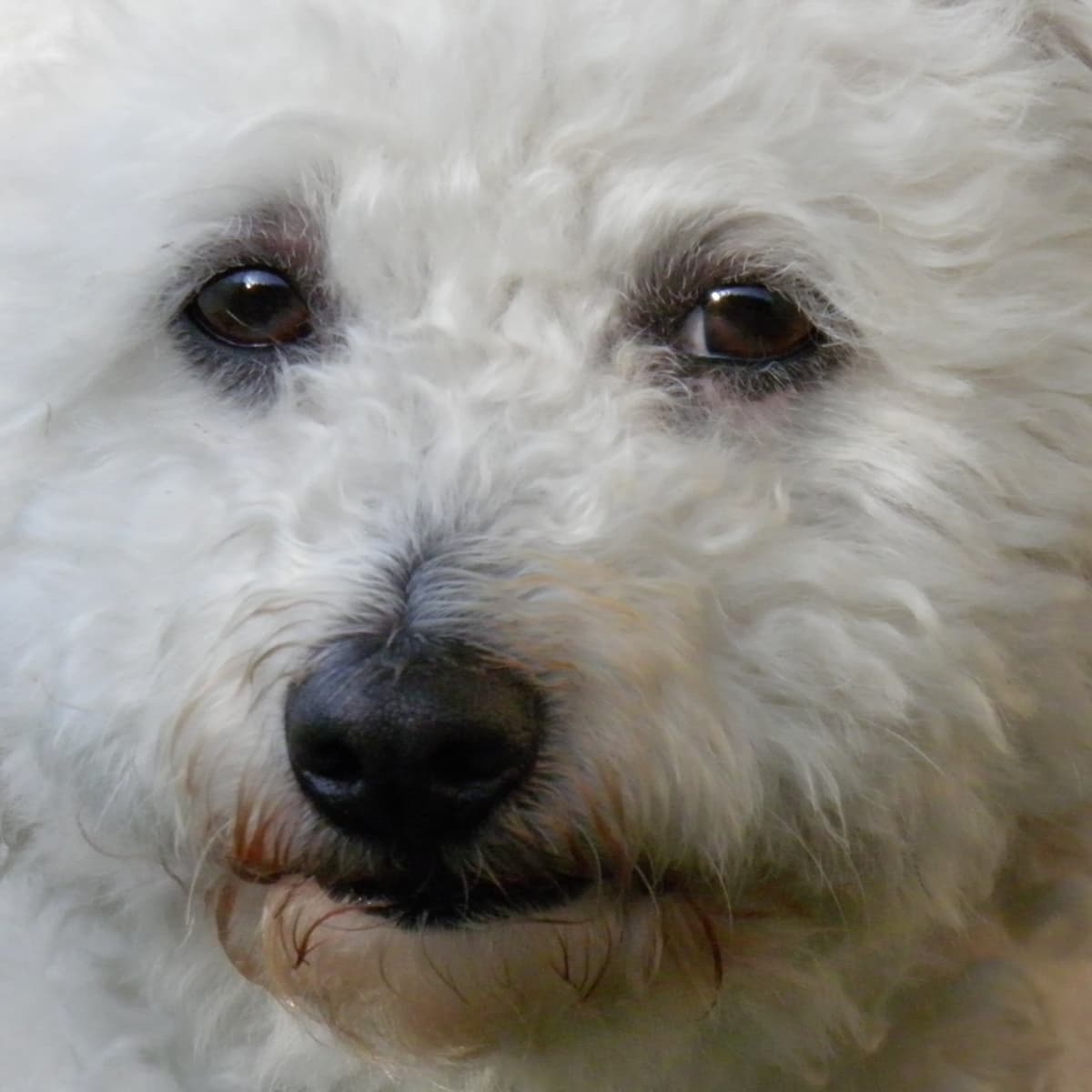 Treating cushing's disease in dogs with diet discount