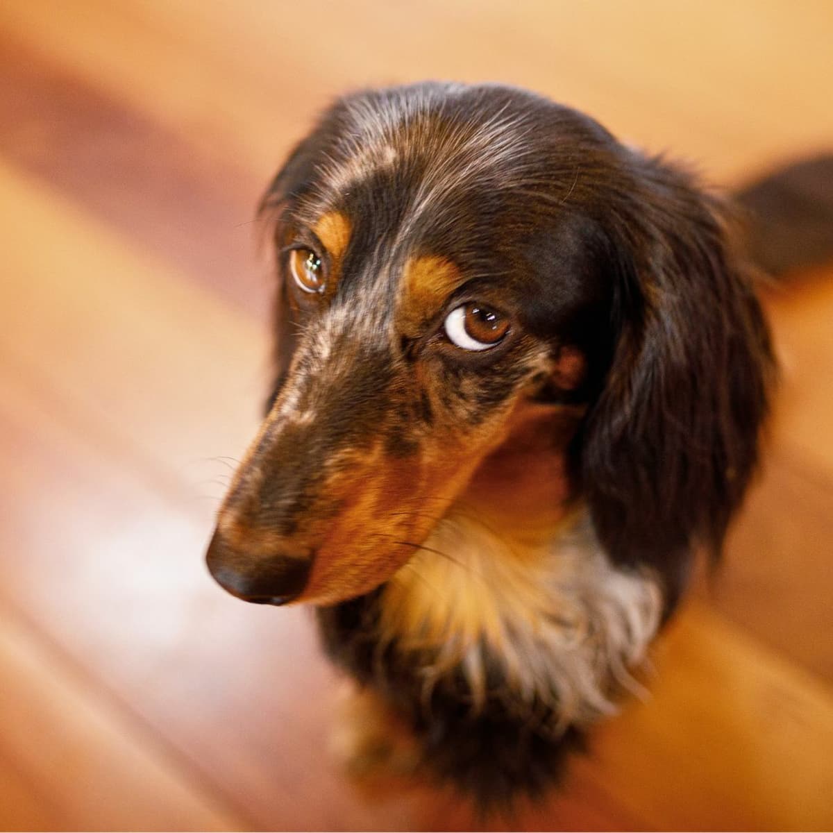 Spray to stop dogs pooping in the house outlet