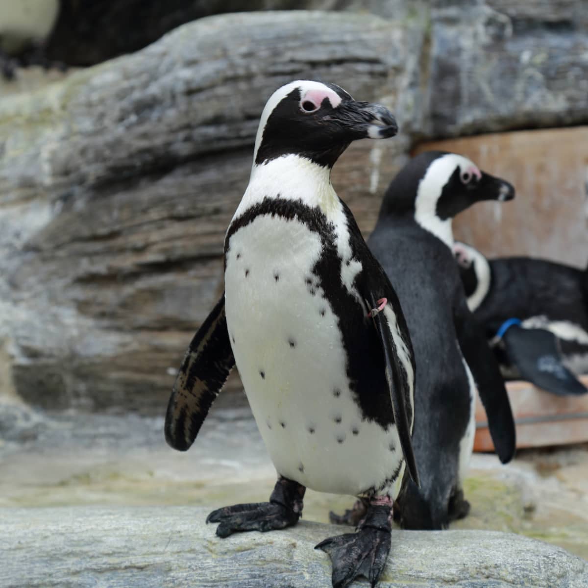Penguin friendship bracelet on sale