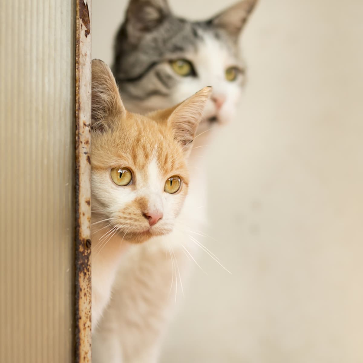 Kitten barrier clearance