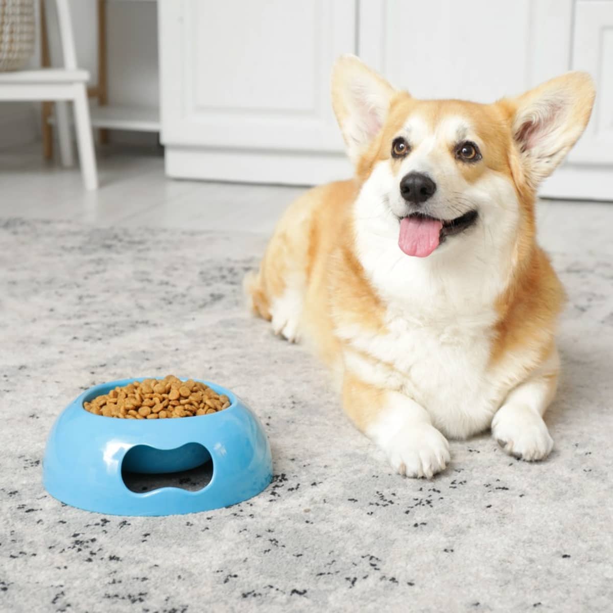 Corgi puppy eating cheap