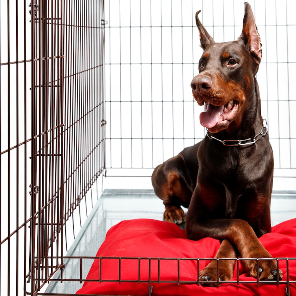 Best dog crates for dobermans best sale