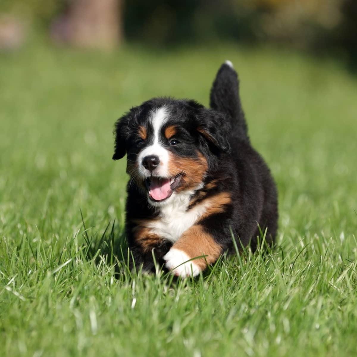 Bernese mountain dog to buy hot sale