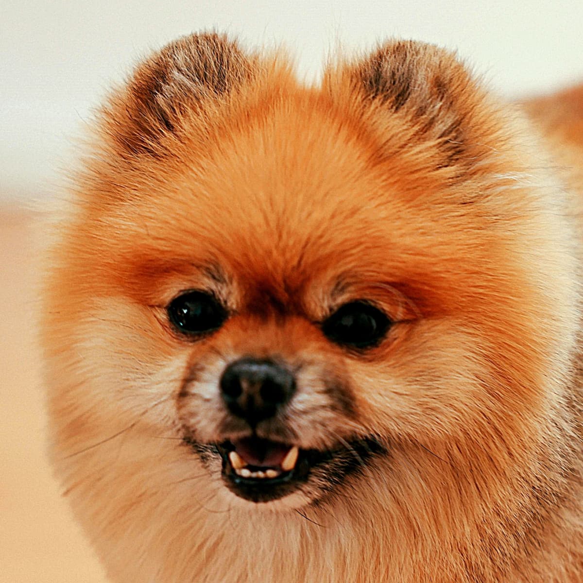 Pomegranate dog top