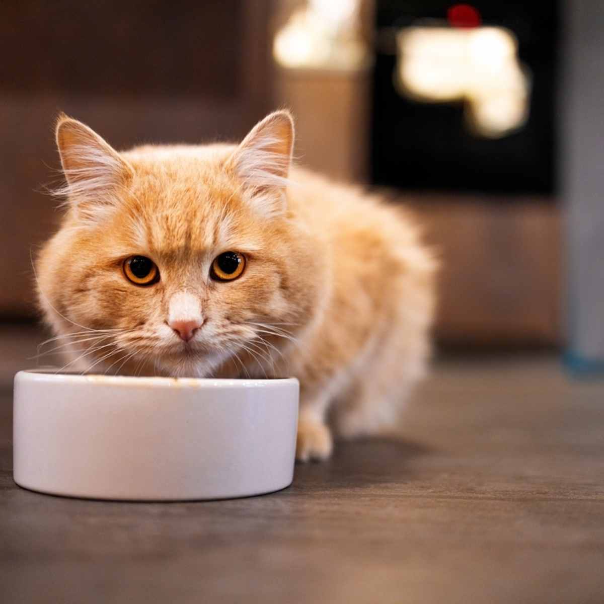 Struvite cat food new arrivals