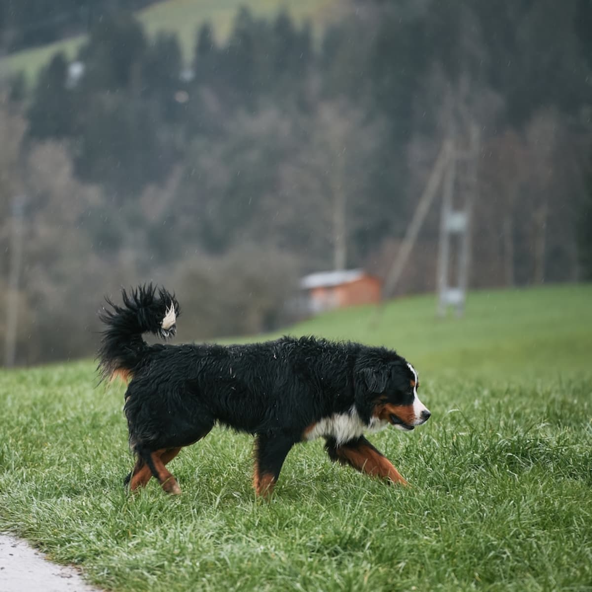 Bernese mountain dog pulling clearance