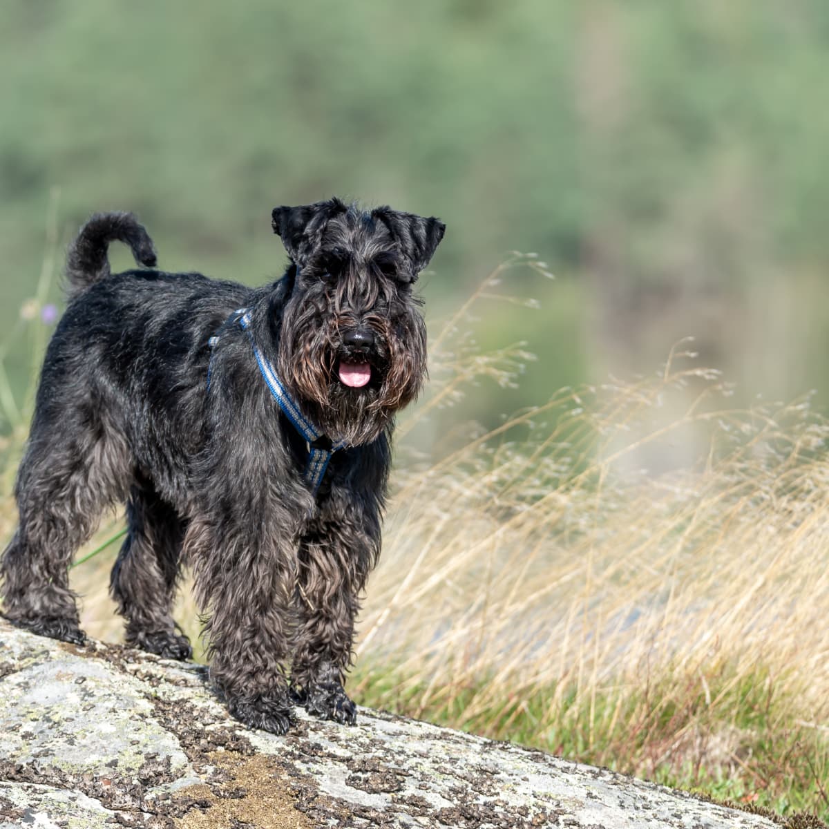 Miniature schnauzer sale seizures