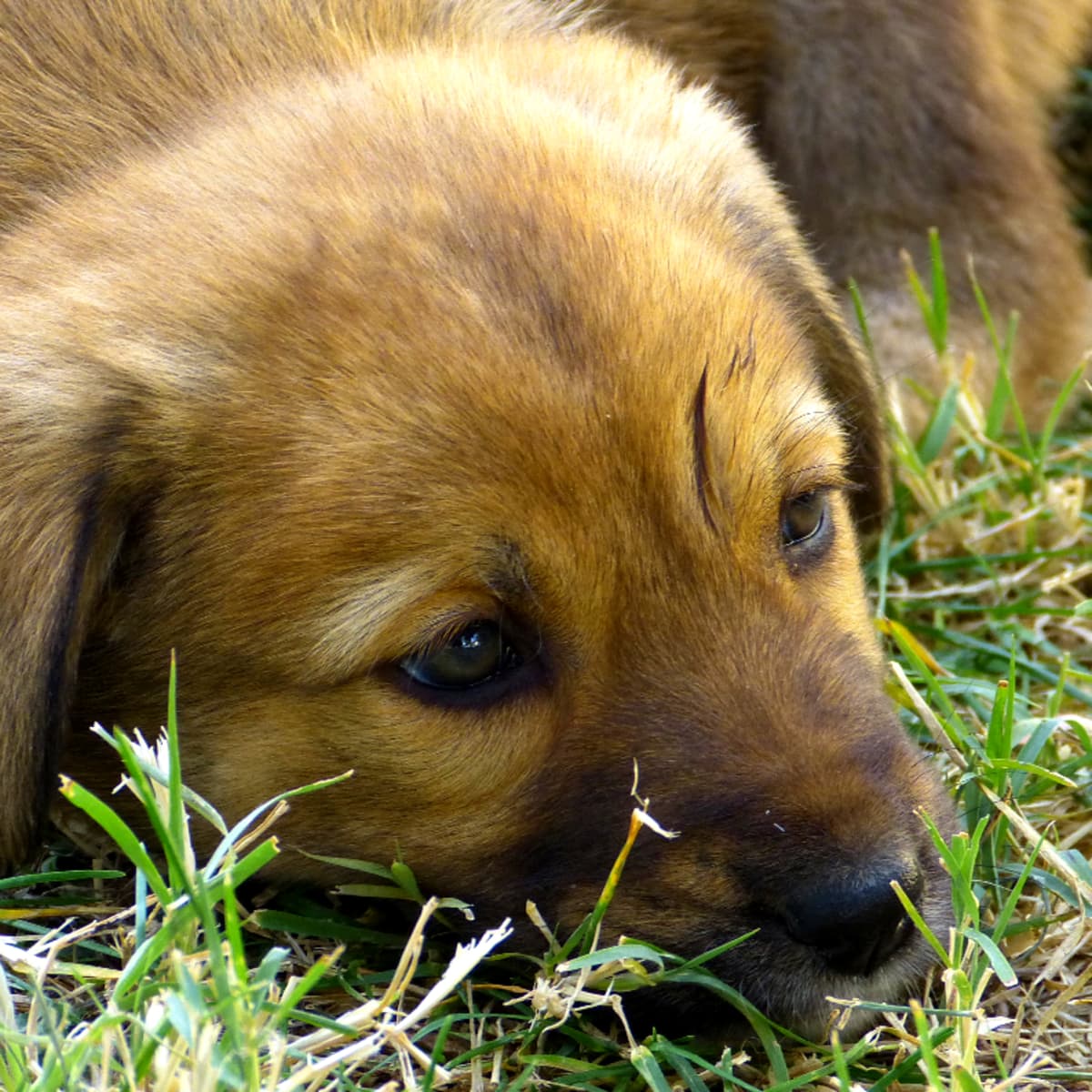 How Do I Care for a Dog That Survived Parvo PetHelpful