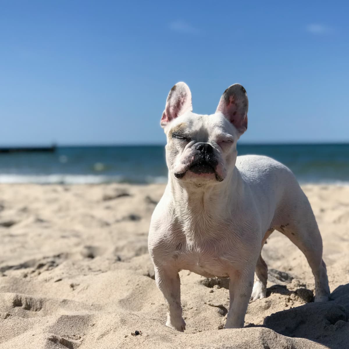 French bulldog beach online ball