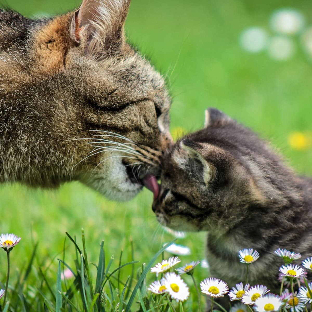 Will a mother cat eat their kittens cheap