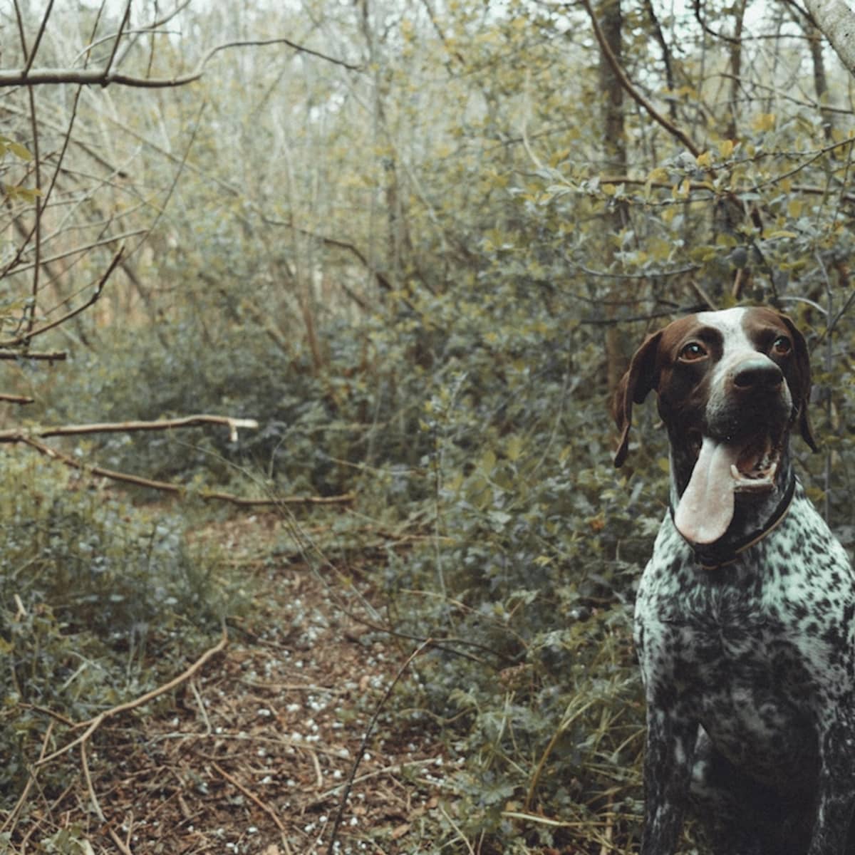 Dogs in deals cabelas