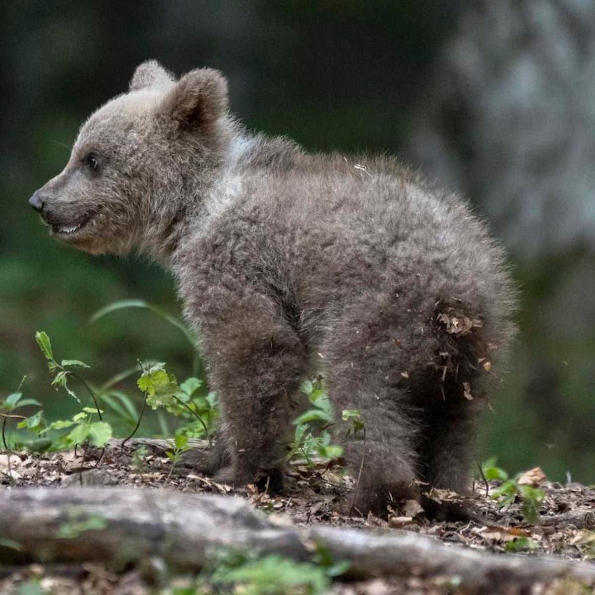 A baby bear hotsell
