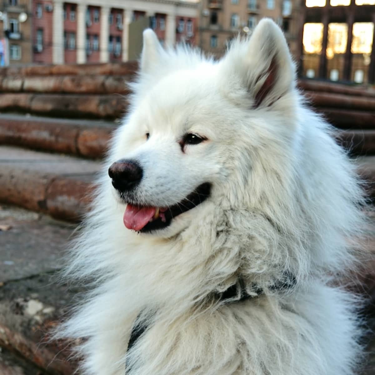 Blue eyed cheap samoyed
