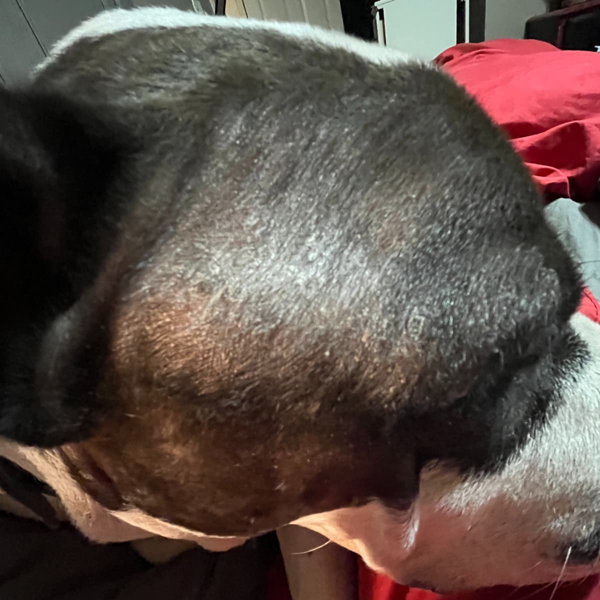 Remedies for dog itching and hair loss cheap