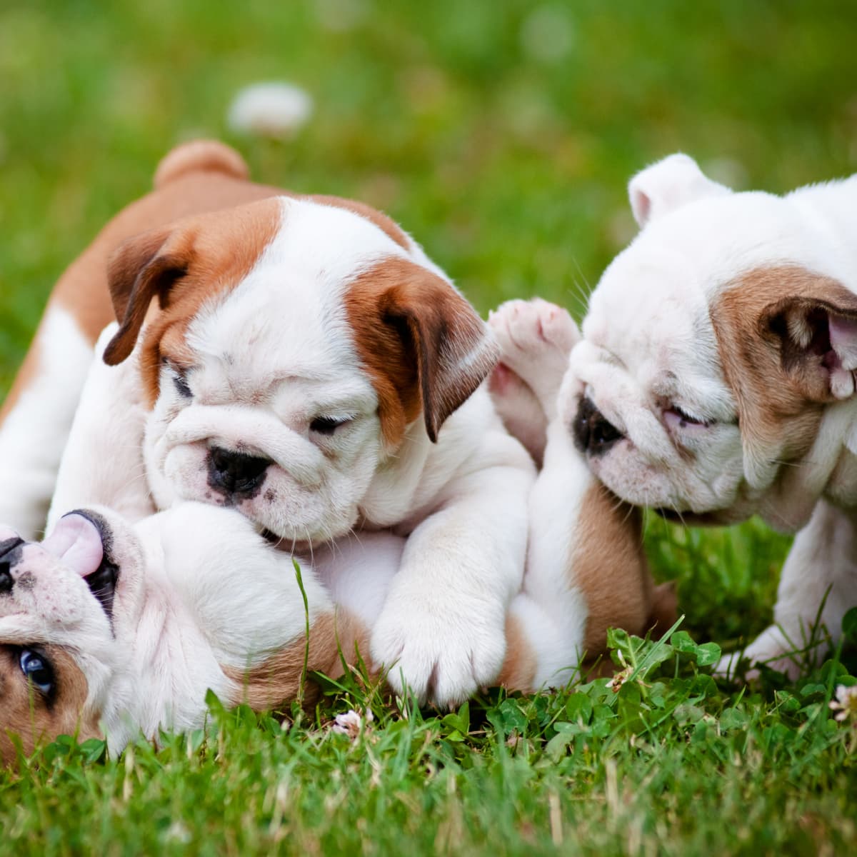 Adorable english bulldog puppies top