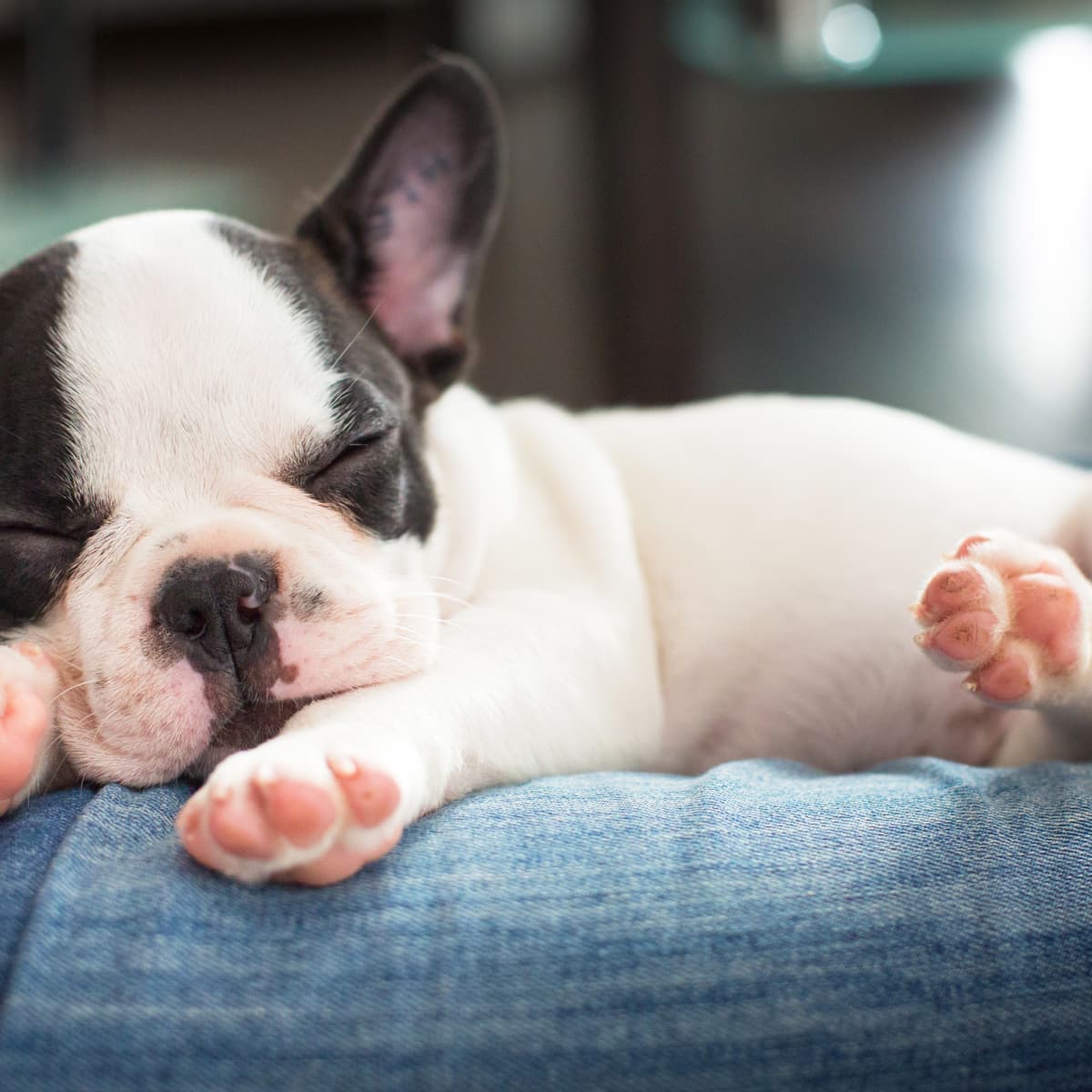 Sleeping outlet french bulldog