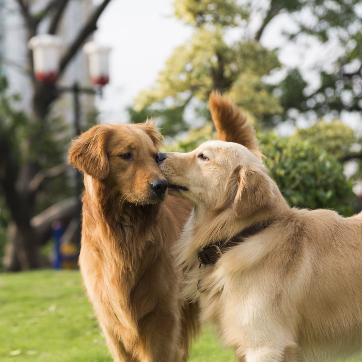 Golden retriever 2024 lovers