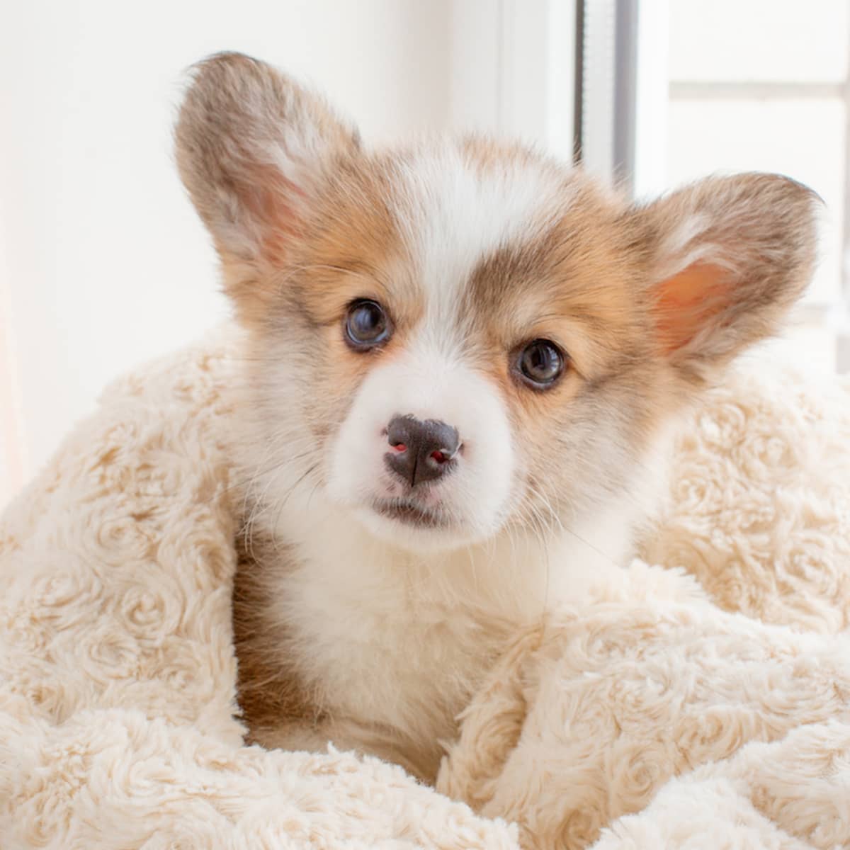 Davidson welsh cheap corgi puppies