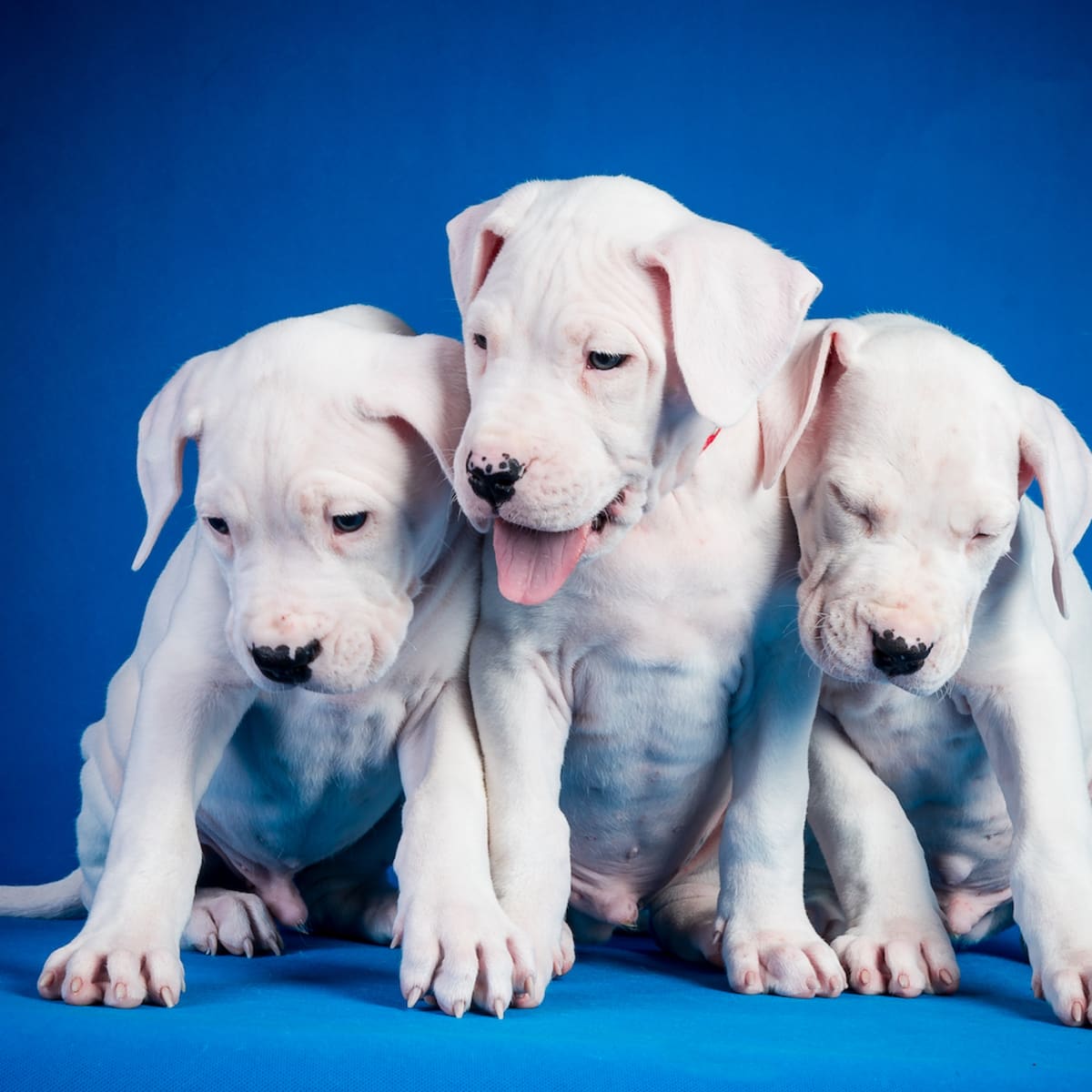 Dogo puppies clearance