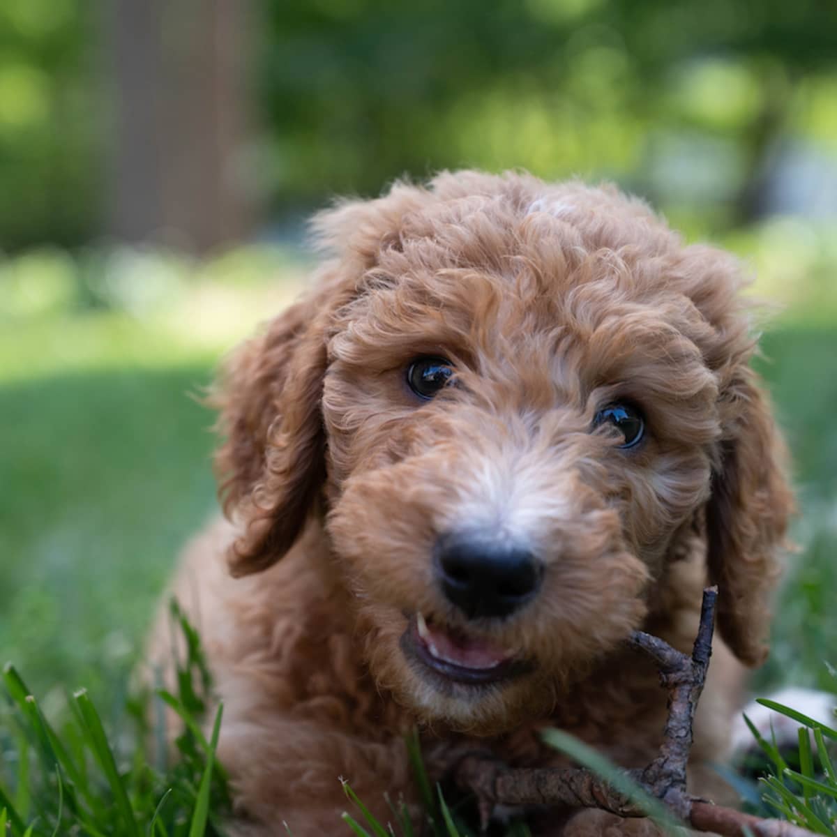 Tiny Goldendoodle Puppies Having a Pool Party Is the Best Way to