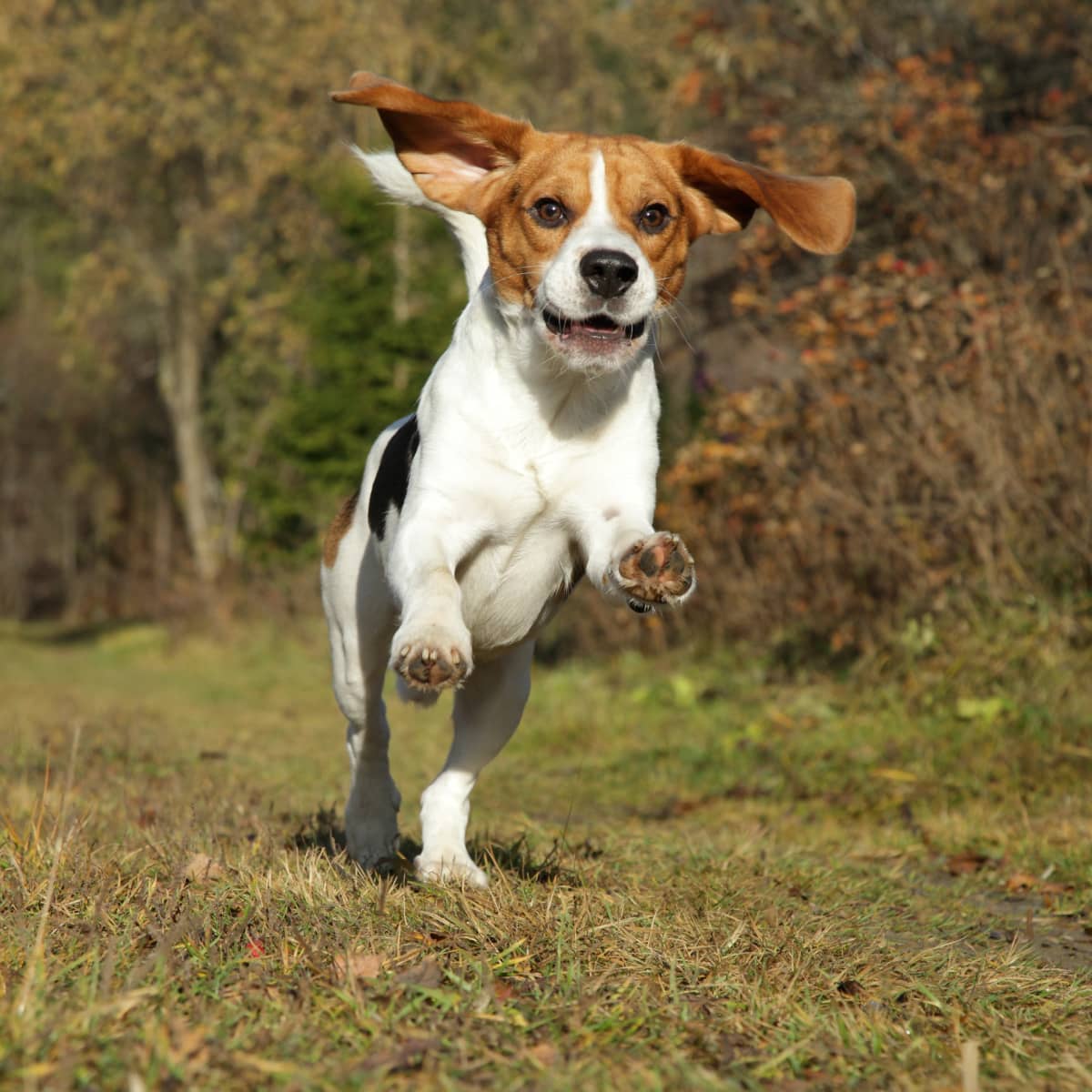Beagle Escaping Capture and Running Around the Basketball Court
