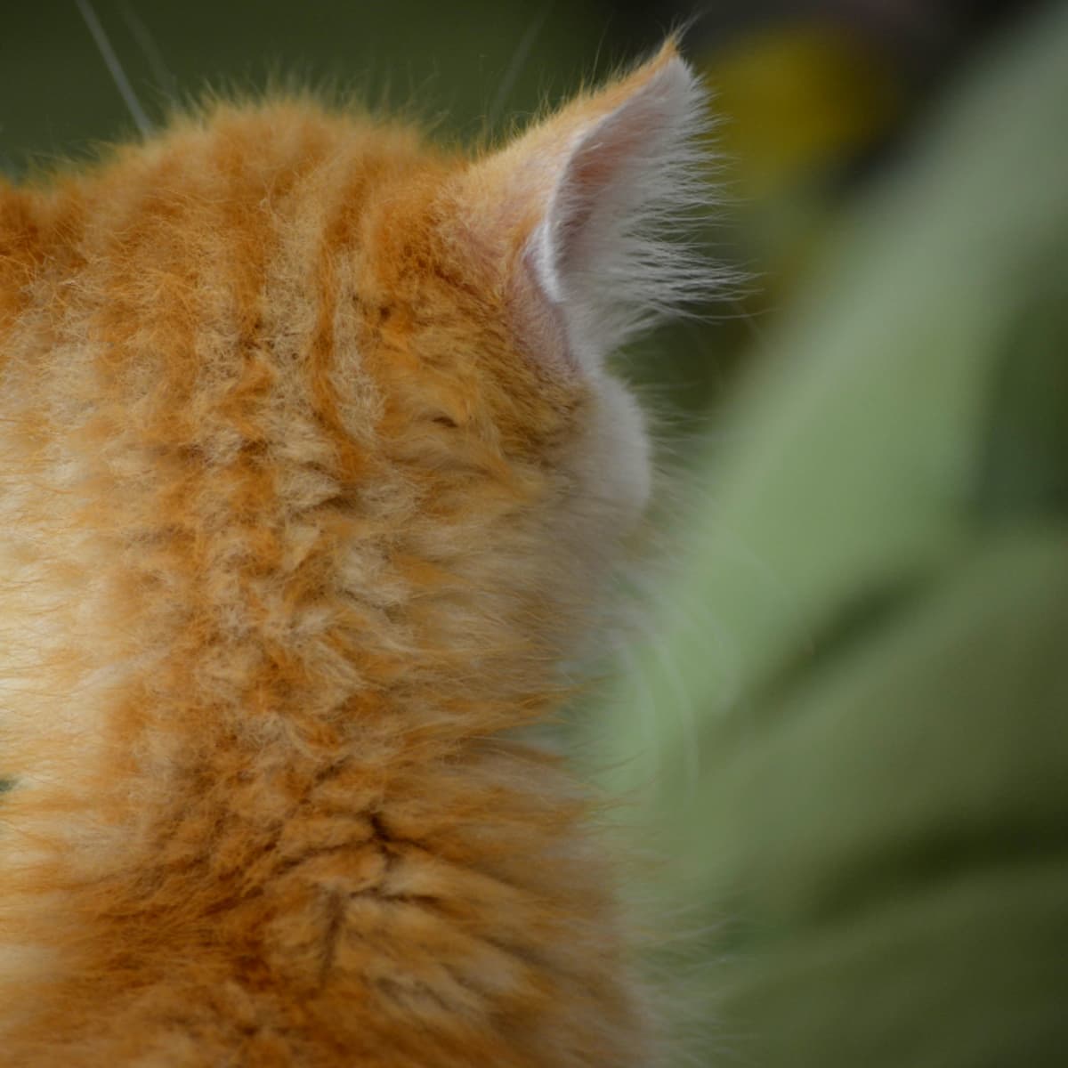 What Kills Ear Mites in Kittens Natural Flea Control Products That Work PetHelpful