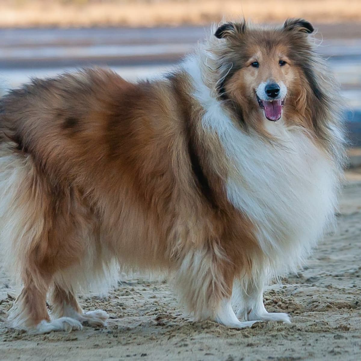 Rough coat collie outlet