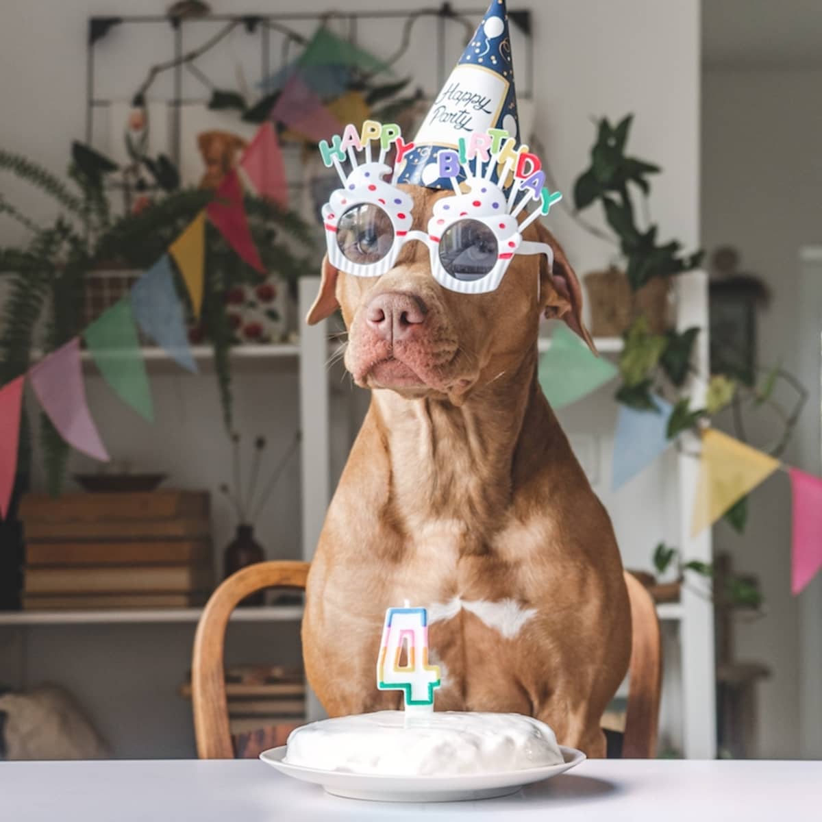 Pitbull dog birthday store