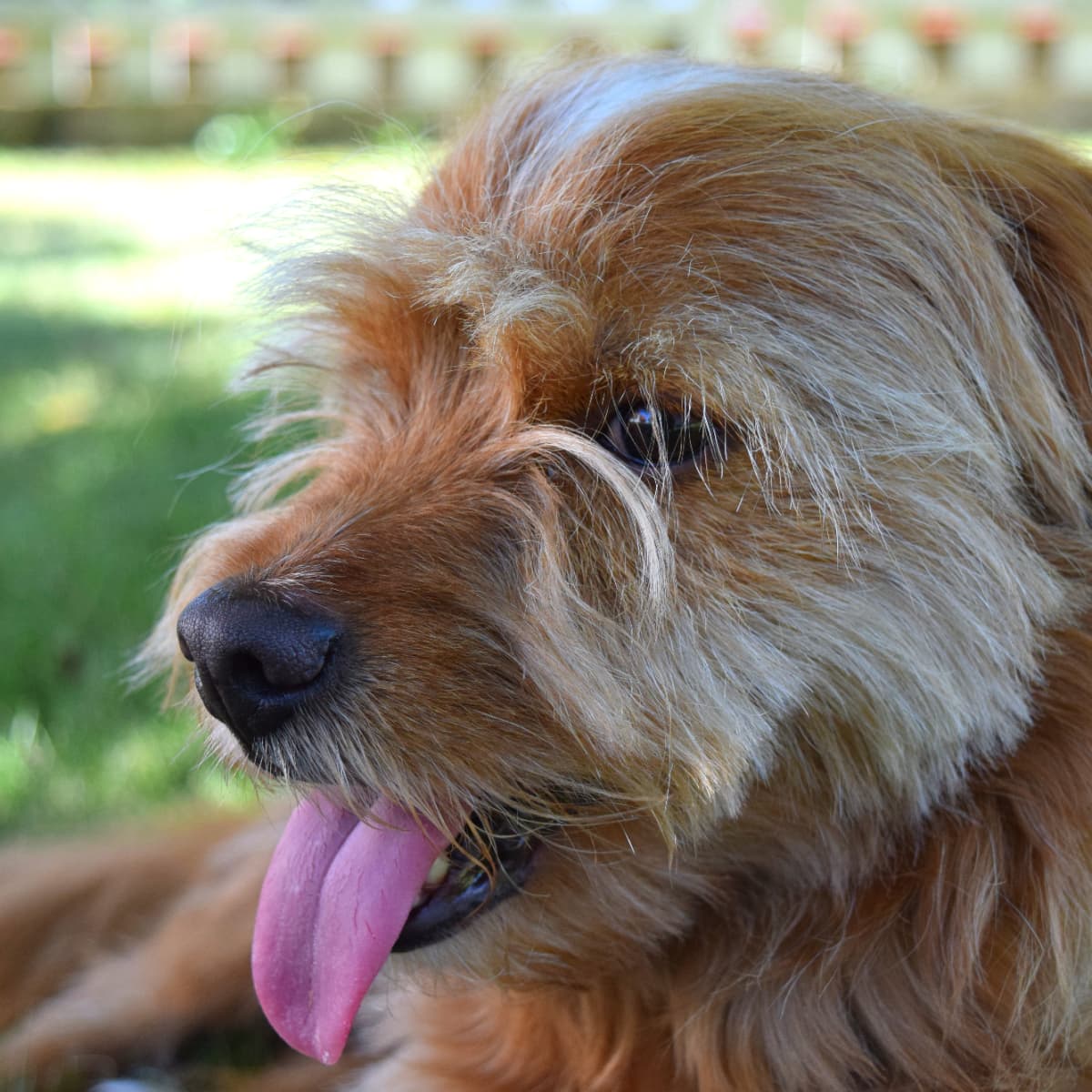 How Can I Help My Senior Dog With Panting PetHelpful