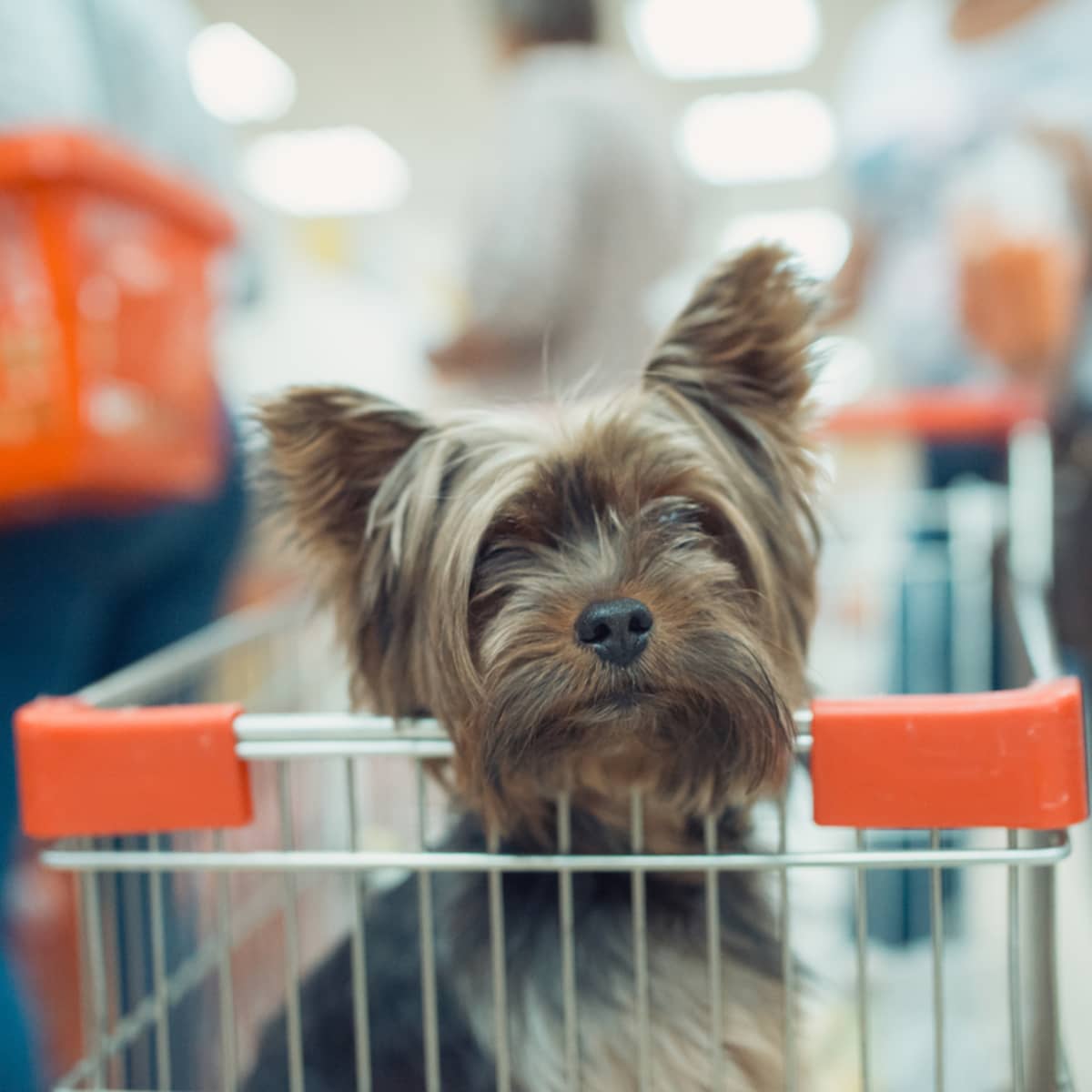 Dogs in grocery carts on sale