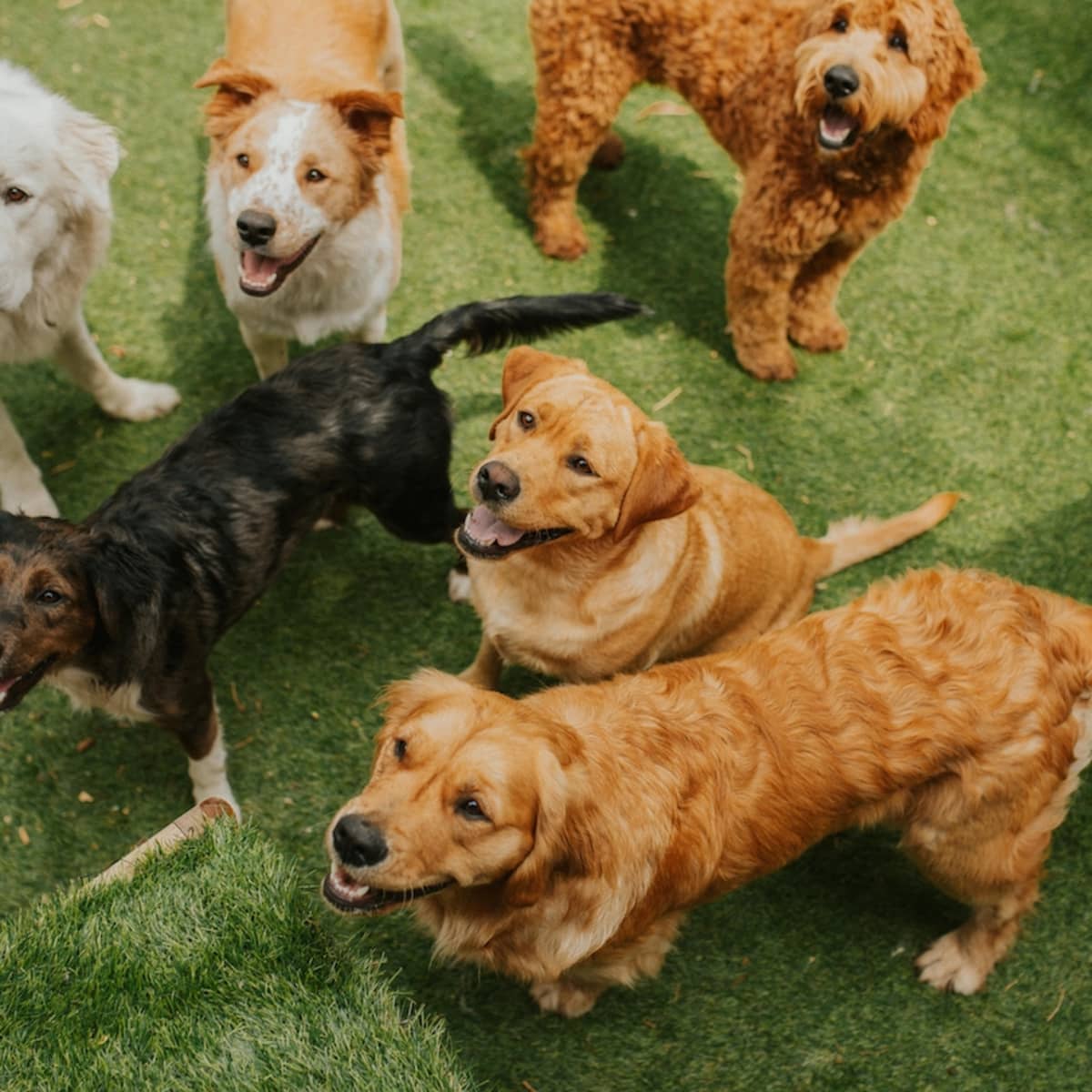 Least online affectionate dogs