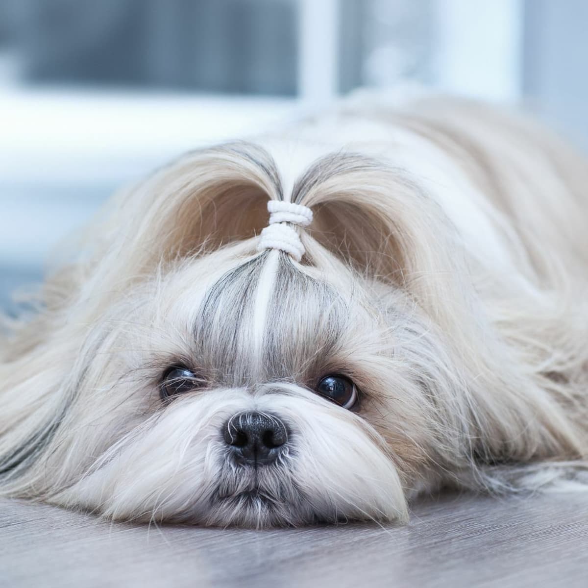What do shih tzus eat cheap