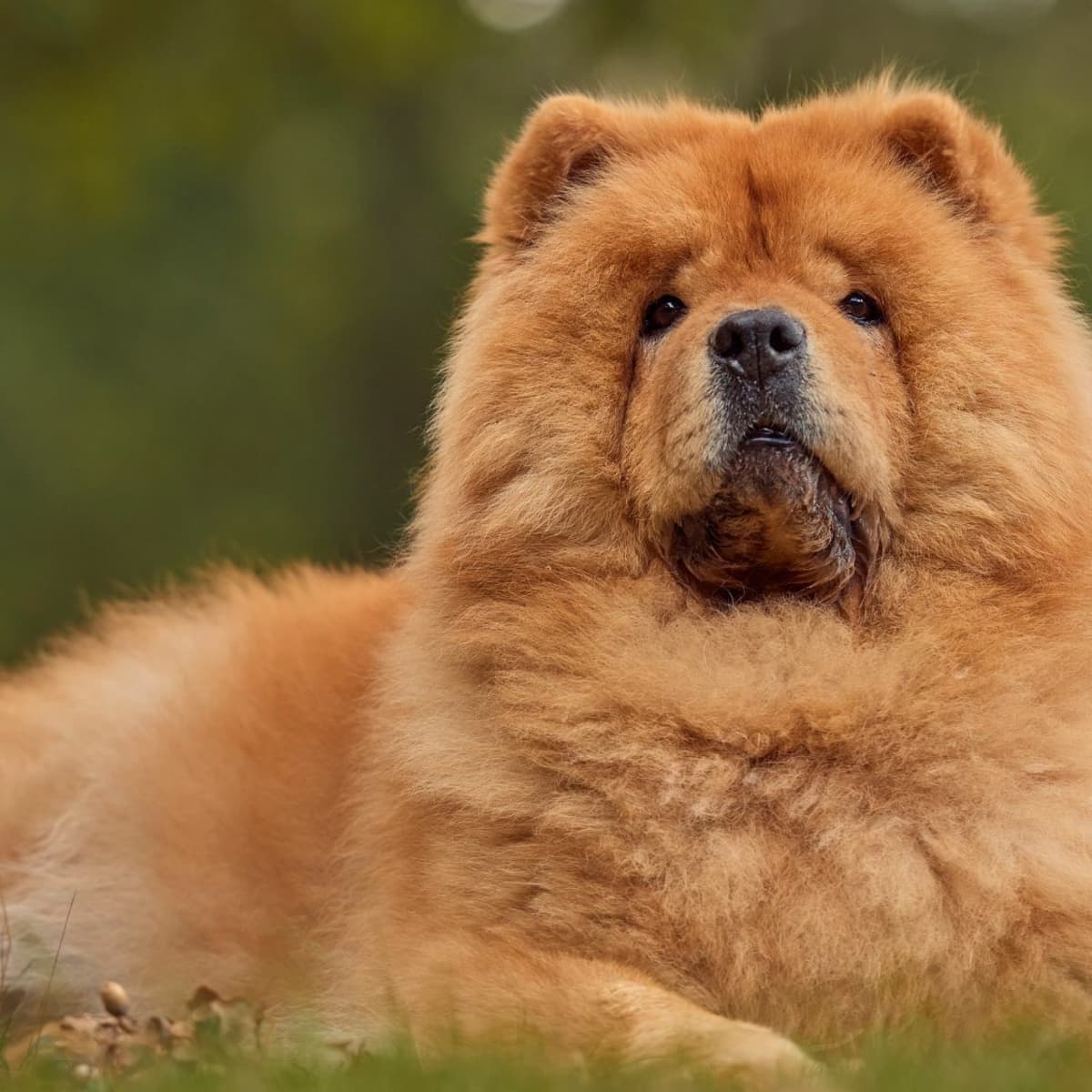 The Comprehensive Guide to Chow Chow Dogs History Care and Training PetHelpful