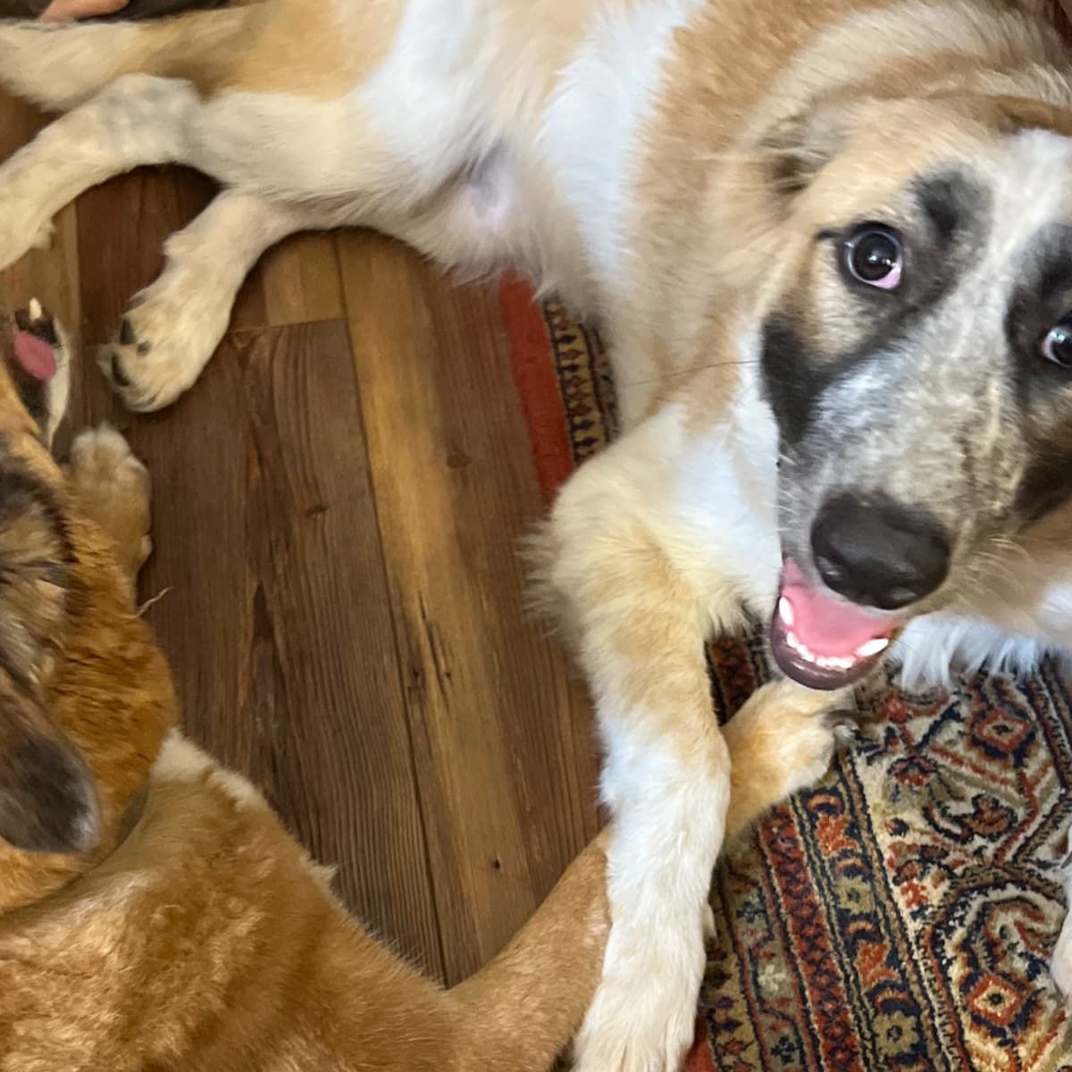 Safest heartworm medicine for dogs on sale
