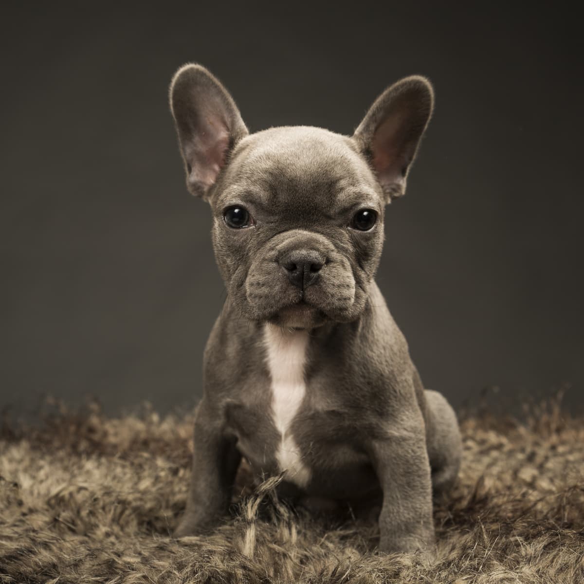 Special Needs Dog Rescue Is Asking for Support Saving a Tiny 5