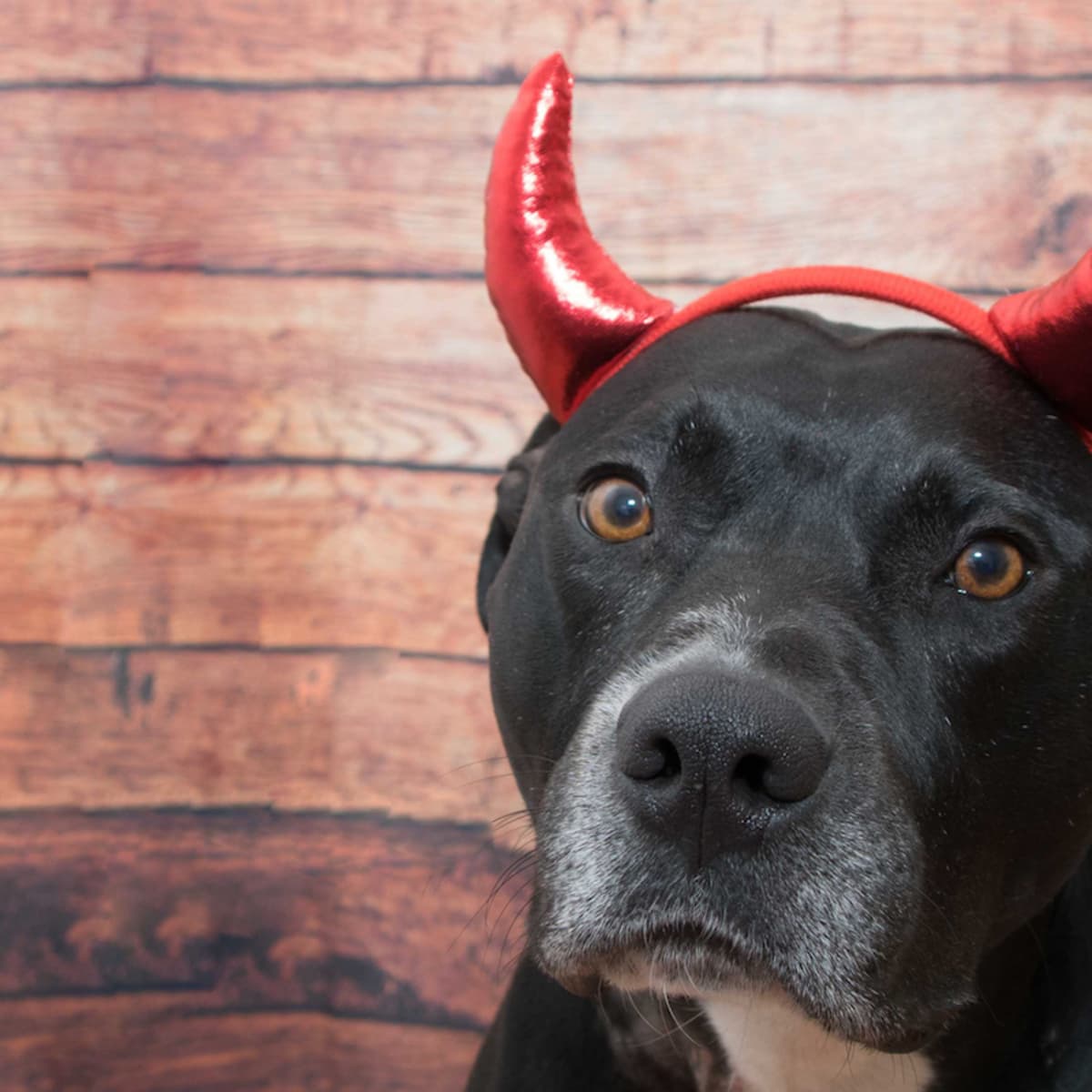 Dog halloween costumes for pitbulls discount
