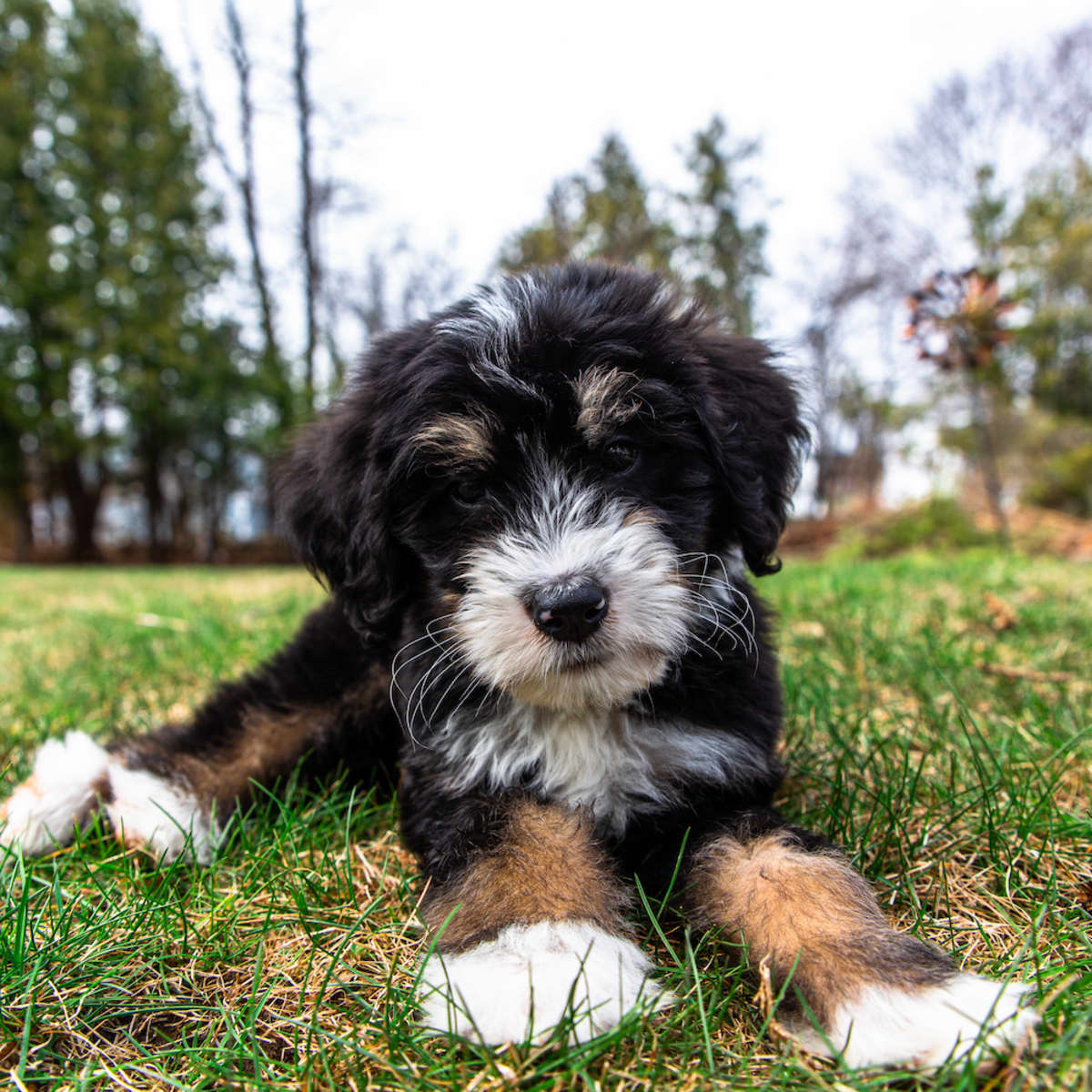 Mom s Video of Bernedoodle s Lonely Experience at Day Care Goes
