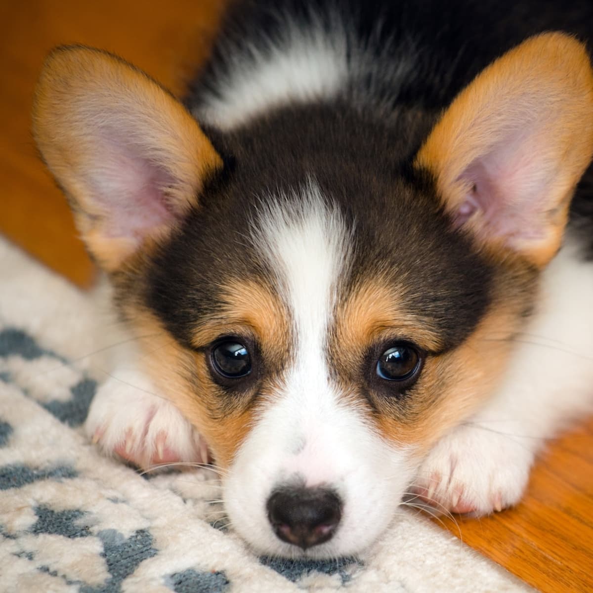 Corgi puppy new arrivals