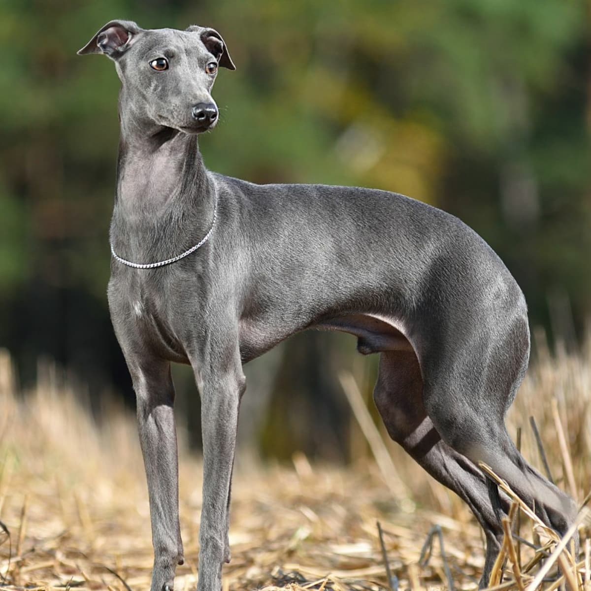 Small greyhound breed hotsell