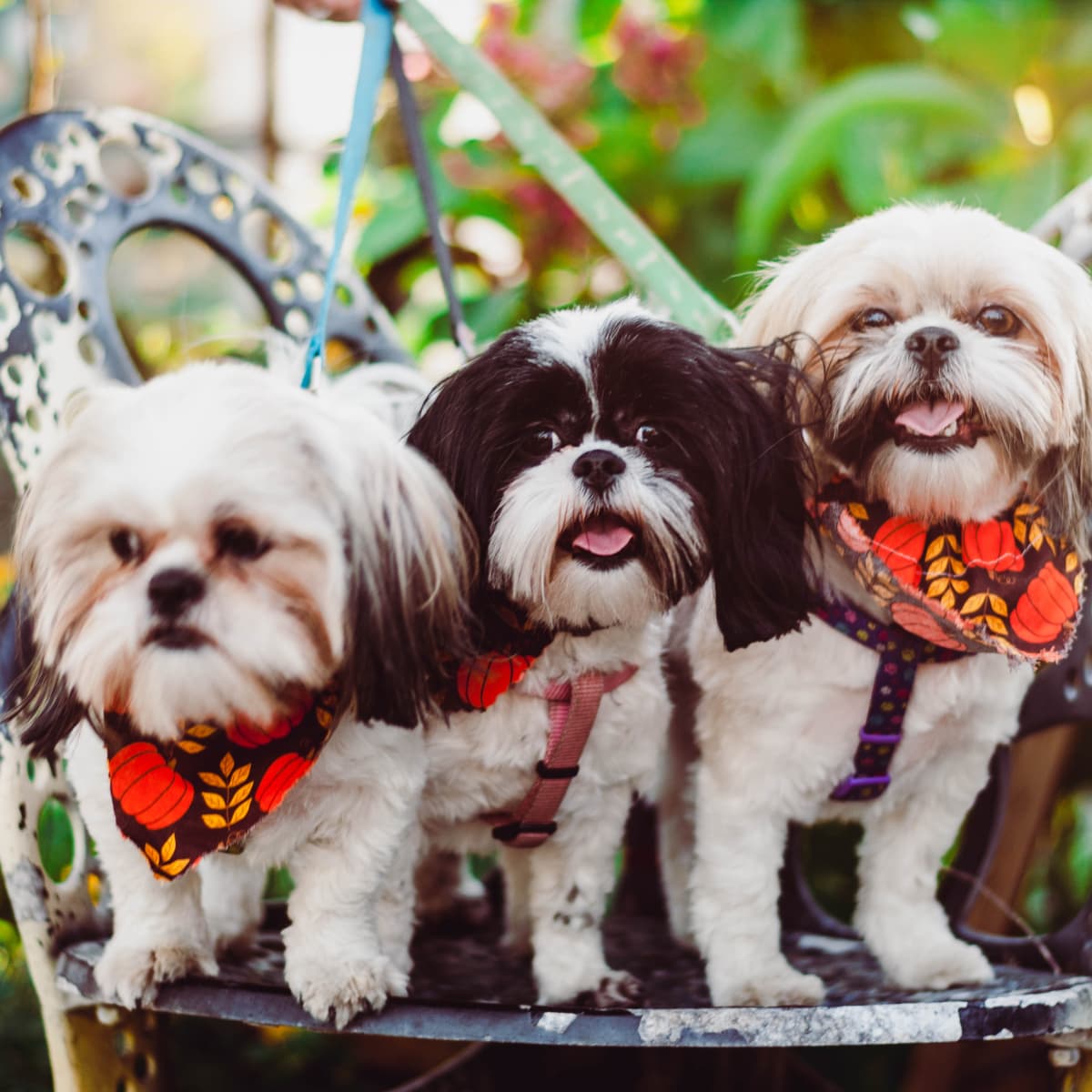 Pictures of cheap shih tzus