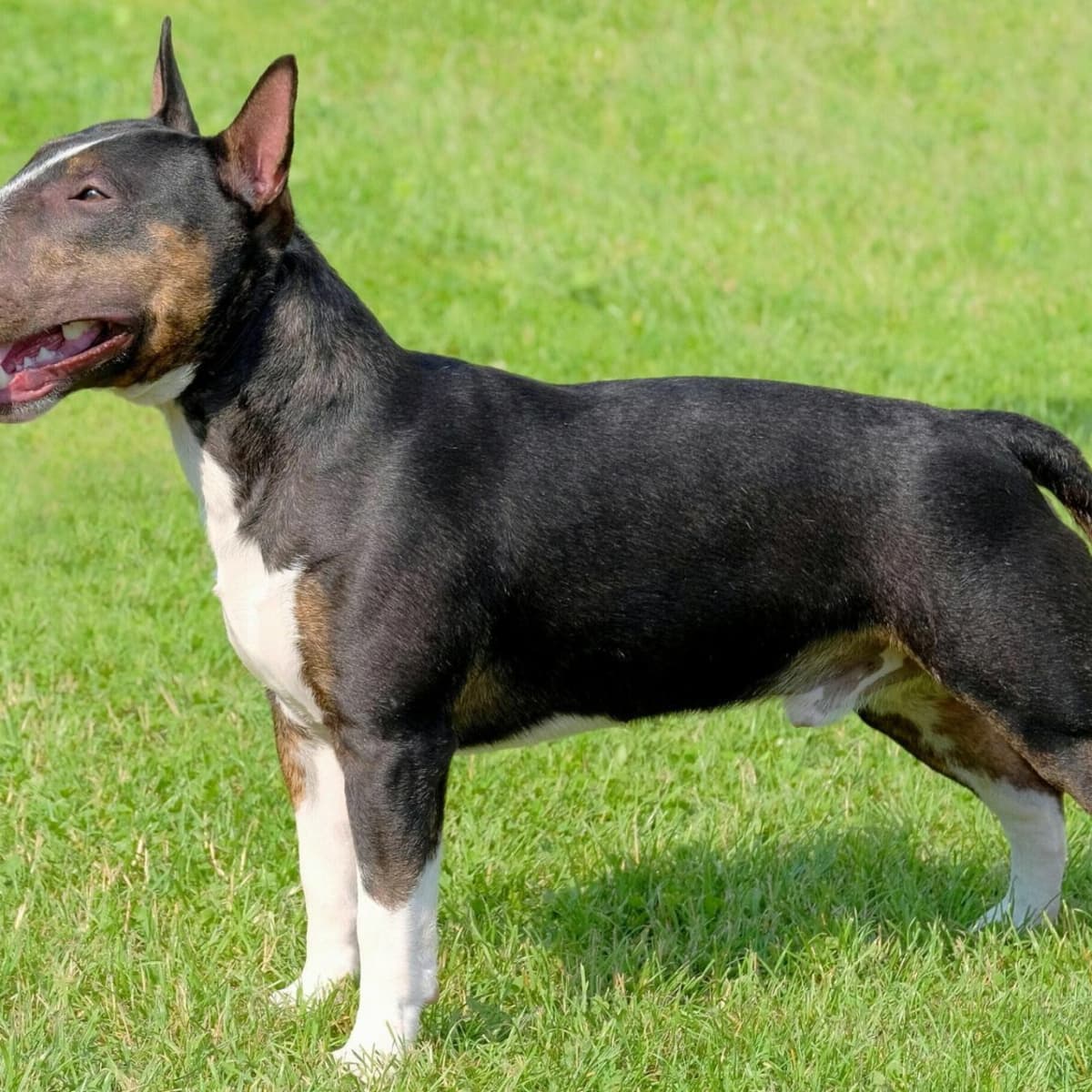 Small bull terrier breeds top