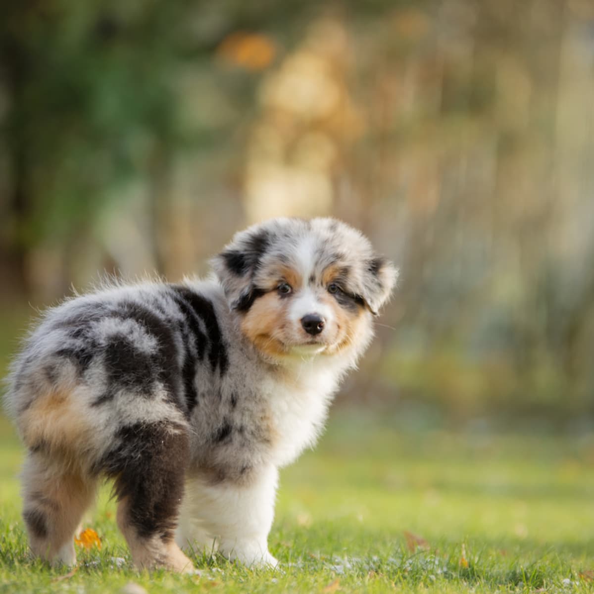 Australian Shepherd Puppy Can t Figure Out How To Climb Stairs and
