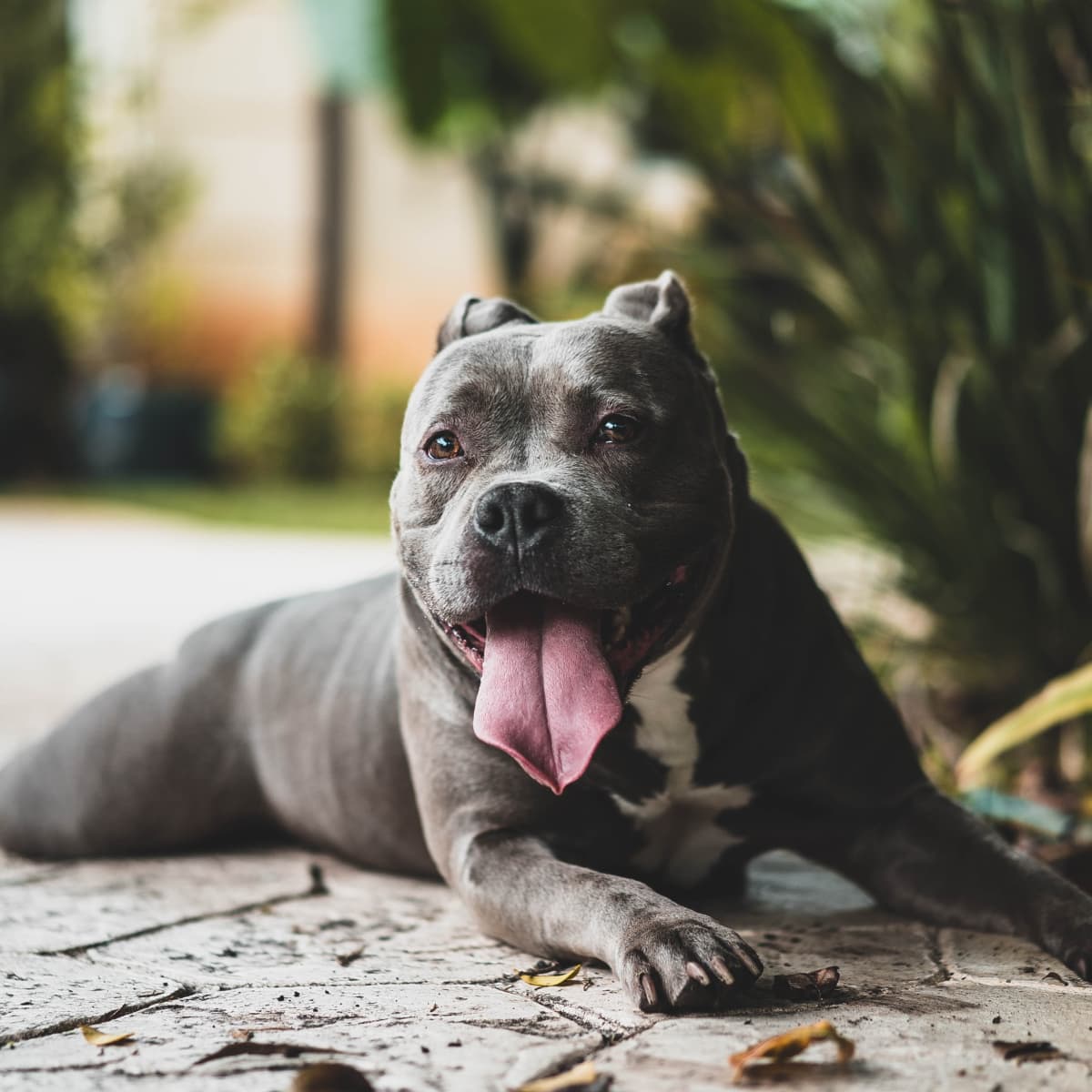 Pitbull sweaters for discount humans