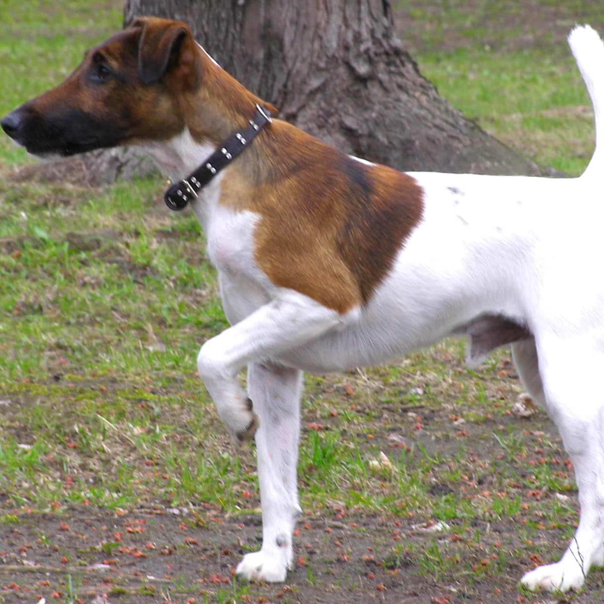 Toy fox terrier tail on sale