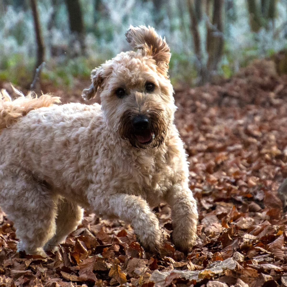 Short coated wheaten terrier hotsell